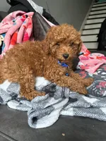 Drew, a male Poodle - Miniature  for sale in Philadelphia, PA – 2 of 3