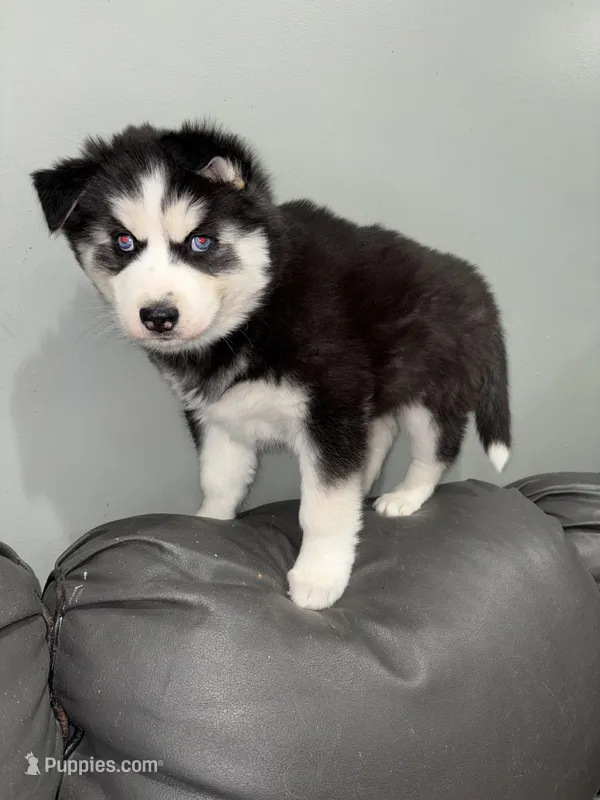 Lucky lady , a  Siberian Husky for sale in Philadelphia, PA – Photo 1 of 3