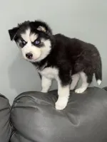 Lucky lady , a  Siberian Husky for sale in Philadelphia, PA – Photo 2 of 3