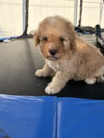 Muncy, a male Poodle - Miniature  for sale in Philadelphia, PA – 2 of 3