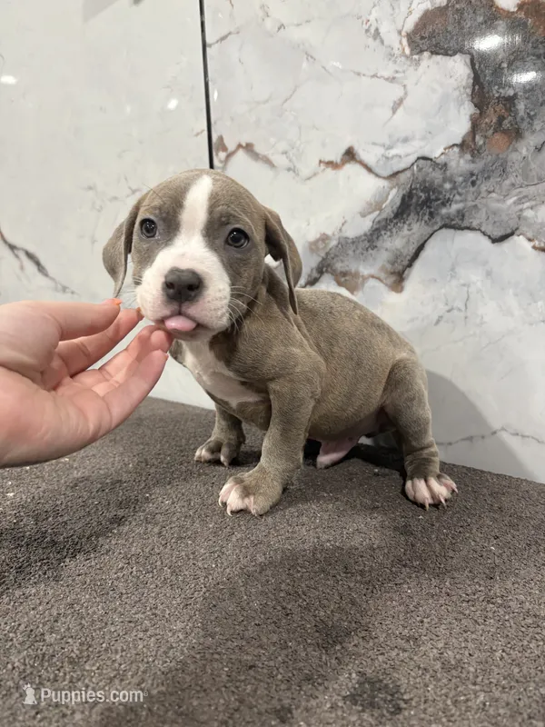 Brindle  – American Bully puppy for sale in Philadelphia, PA