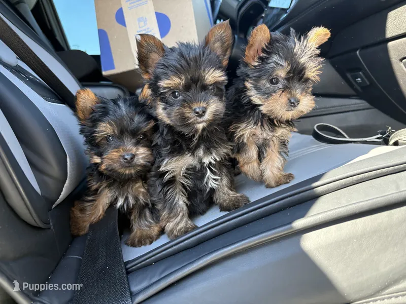Teacup max – Yorkshire Terrier puppy for sale in Philadelphia, PA