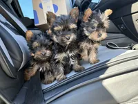 Teacup max, a male Yorkshire Terrier for sale in Philadelphia, PA – 1 of 1