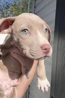 Looney, a male American Pit Bull Terrier for sale in Philadelphia, PA – Photo 2 of 2