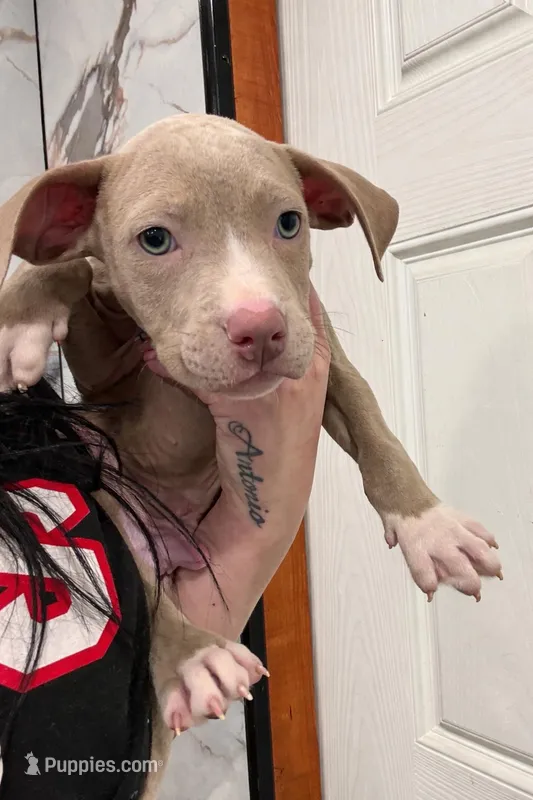 Looney – American Pit Bull Terrier puppy for sale in Philadelphia, PA