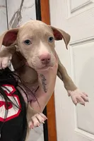 Looney, a male American Pit Bull Terrier for sale in Philadelphia, PA – Photo 1 of 2