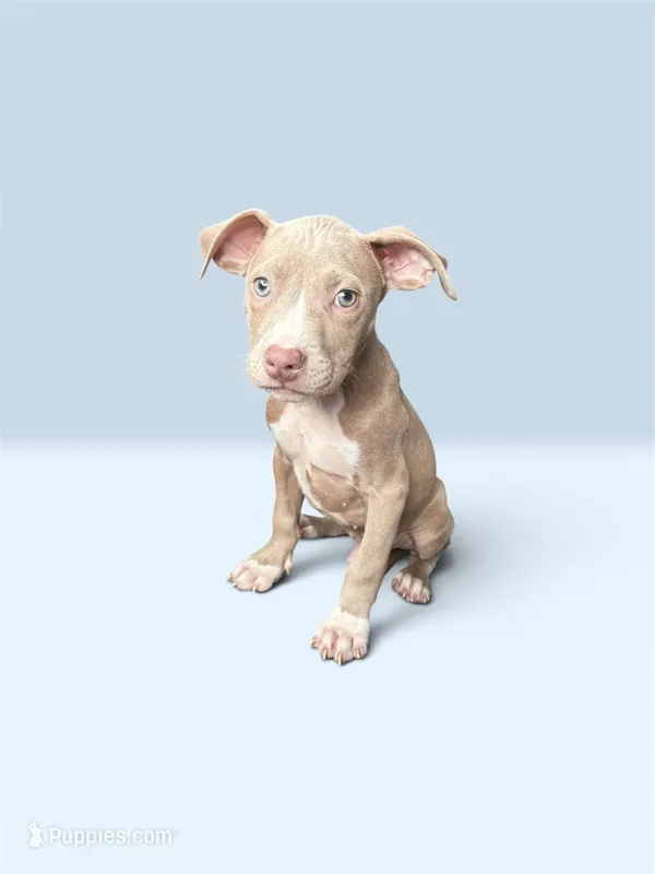 Looney – American Pit Bull Terrier puppy for sale in Philadelphia, PA