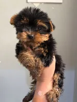 Bear , a male Yorkshire Terrier for sale in Philadelphia, PA – 1 of 4