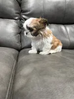 Mister tcup, a male Shih Tzu for sale in Philadelphia, PA – 1 of 4