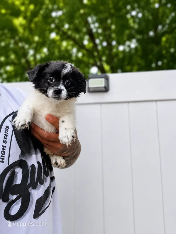 Liam  – Jack Russell Terrier, Shih Tzu puppy for sale in Philadelphia, PA