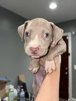 Looney, a male American Pit Bull Terrier for sale in Philadelphia, PA – Photo 2 of 2