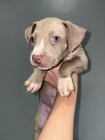 Looney, a male American Pit Bull Terrier for sale in Philadelphia, PA – Photo 1 of 2