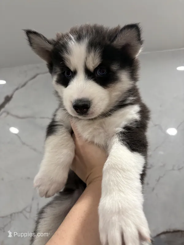 Chase – Siberian Husky puppy for sale in Philadelphia, PA