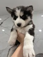 Chase, a male Siberian Husky for sale in Philadelphia, PA – 1 of 2