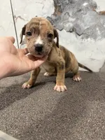 Tinder, a male American Bully for sale in Philadelphia, PA – 2 of 2