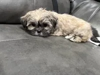 Lassy, a female Shih Tzu for sale in Philadelphia, PA – 2 of 4