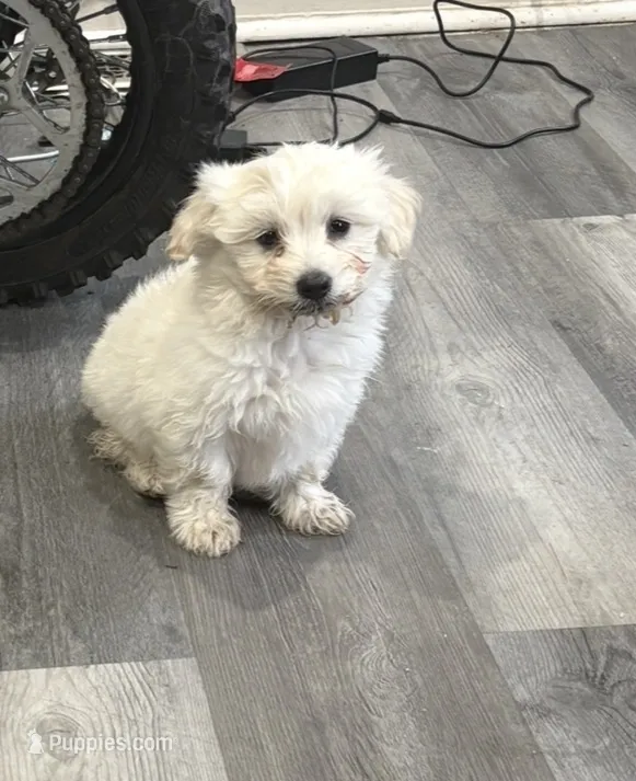 Axel – Maltipoo puppy for sale in Philadelphia, PA