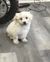 Axel, a male Maltipoo for sale in Philadelphia, PA – 1 of 2