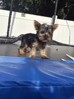Janet, a female Yorkshire Terrier for sale in Philadelphia, PA – 4 of 4