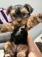 Ellie, a female Yorkshire Terrier for sale in Philadelphia, PA – 3 of 3