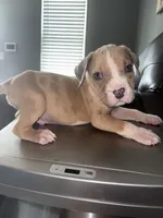 Merle Marley , a male American Bully for sale in Philadelphia, PA – 2 of 6