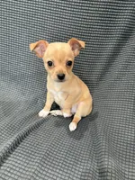Darla, a female Chihuahua for sale in Philadelphia, PA – 1 of 5