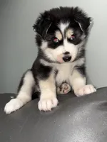 Siren , a  Siberian Husky for sale in Philadelphia, PA – Photo 3 of 3