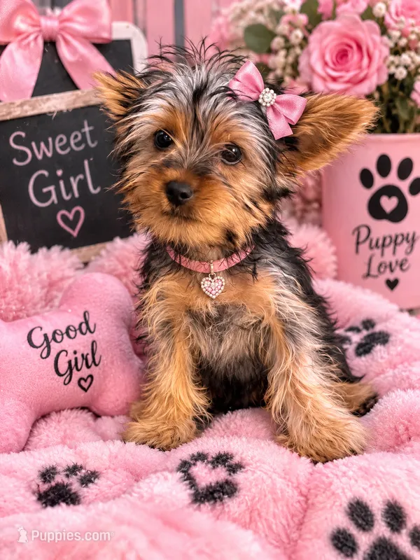 Janet – Yorkshire Terrier puppy for sale in Philadelphia, PA