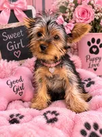 Janet, a female Yorkshire Terrier for sale in Philadelphia, PA – 1 of 4