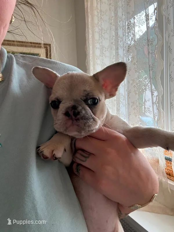 Jalexiiii – French Bulldog puppy for sale in Philadelphia, PA