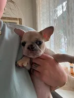 Jalexiiii, a female French Bulldog for sale in Philadelphia, PA – 5 of 8