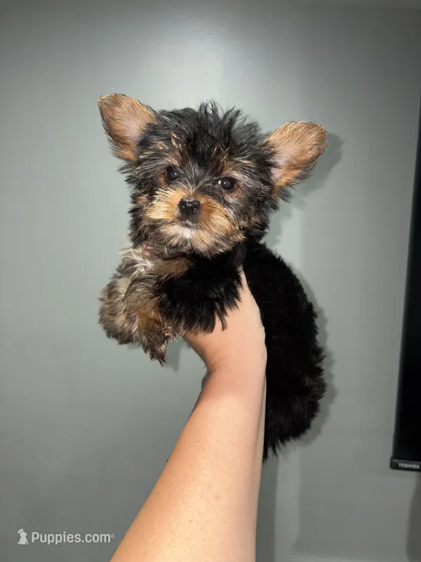 Chanel teacup – Yorkshire Terrier puppy for sale in Philadelphia, PA