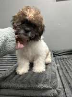 Ellie , a female Bichon Frise and Shih Tzu for sale in Philadelphia, PA – Photo 3 of 4