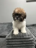 Ellie , a female Bichon Frise and Shih Tzu for sale in Philadelphia, PA – Photo 2 of 4