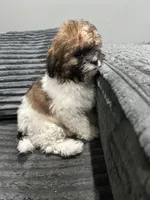 Ellie , a female Bichon Frise and Shih Tzu for sale in Philadelphia, PA – Photo 4 of 4