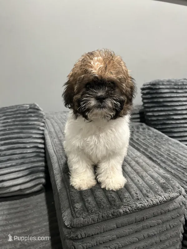 Ellie , a female Bichon Frise and Shih Tzu for sale in Philadelphia, PA – Photo 1 of 4