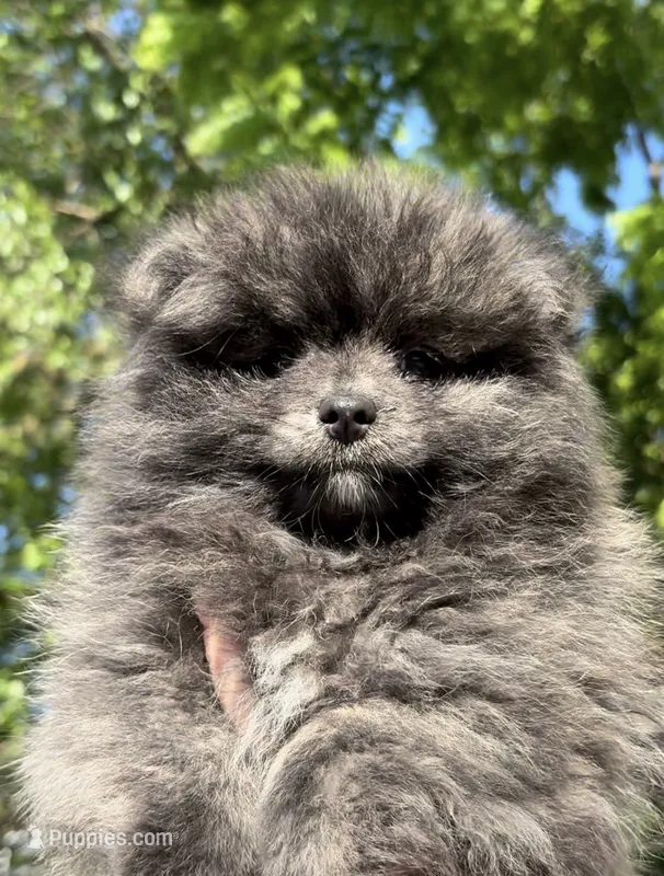 Brindle toy size  – Pomeranian puppy for sale in Philadelphia, PA