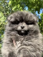 Brindle toy size , a male Pomeranian for sale in Philadelphia, PA – 1 of 6