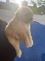 Muncy, a male Poodle - Miniature  for sale in Philadelphia, PA – 3 of 3