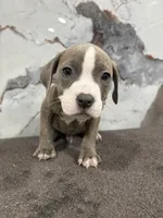 Brindle , a male American Bully and American Pit Bull Terrier for sale in Philadelphia, PA – 2 of 3