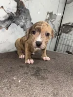 Tinder, a male American Bully and American Pit Bull Terrier for sale in Philadelphia, PA – 2 of 6