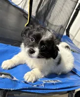 Liam , a male Jack Russell Terrier and Shih Tzu for sale in Philadelphia, PA – 5 of 6