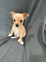 Darla, a female Chihuahua for sale in Philadelphia, PA – 3 of 5