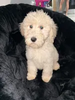 Nessy, a female Goldendoodle and Poodle - Standard  for sale in Philadelphia, PA – 1 of 2