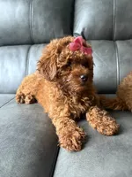 Lila, a female Poodle - Miniature  for sale in Philadelphia, PA – 3 of 3