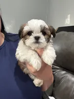 Mister tcup, a male Shih Tzu for sale in Philadelphia, PA – 3 of 4