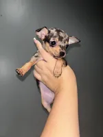 Dulce teacup , a female Chihuahua for sale in Philadelphia, PA – 2 of 2