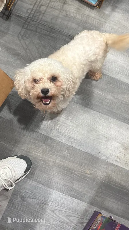 Crystal  – Maltipoo puppy for sale in Philadelphia, PA