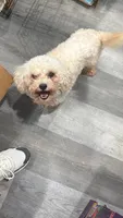 Crystal , a female Maltipoo for sale in Philadelphia, PA – 1 of 1