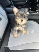 Prince , a male Yorkshire Terrier for sale in Philadelphia, PA – 2 of 3